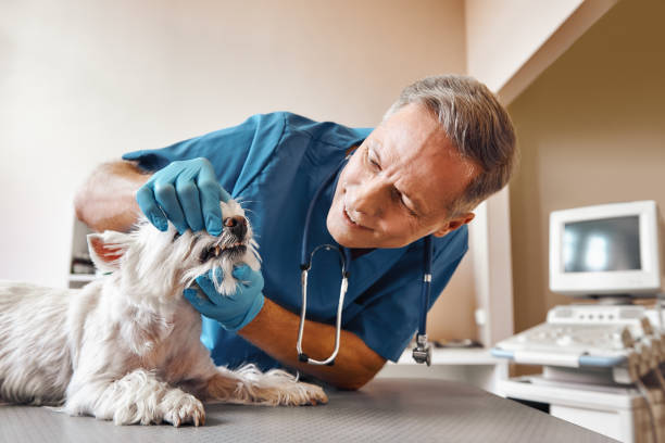 Best Emergency Dental Surgery in Clara City, MN
